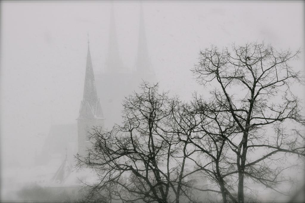 Olive Tree City Zagreb